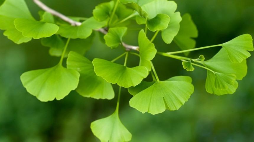 Adını duymamış olabilirsiniz ama faydaları saymakla bitmez: GİNKGO BİLOBA