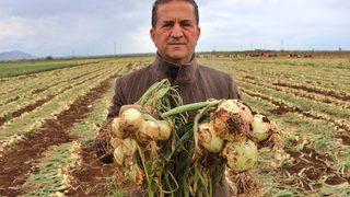 Tarlada bile 16 TL! Soğan fiyatları için bayram sonrasını işaret ettiler: ‘Yoğun hasat dönemi başlıyor, fiyatlar düşecek’
