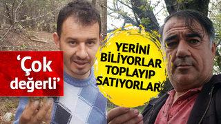 Fiyatı 700 lirayı buluyor! 'Çok değerli' Kendiliğinden yetişiyor toplayıp satıyorlar 'Yerini bildiğimiz için...'