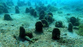 Marmara'da deniz suyunu temizleyen pinalarla ilgili farkındalık projesi başlatıldı