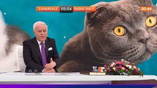 Nihat Hatipoğlu'na gelen soru dikkat çekti! Büyü yapmak için kedilerin kuyruğunu kesmek günah mı?