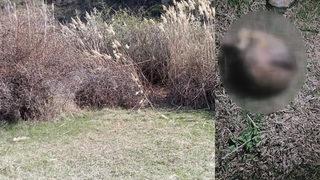 Kafası kesik, vücudu parçalanmış ceset 45 gün sonra bulundu! 'Yabancı uyruk' detayı dikkat çekti