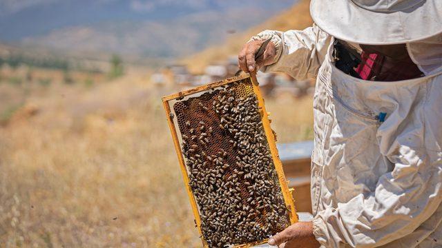 300 kilo çıkıyor, 30 ton satılıyor! Türk balına yasak gelebilir: Yıl sonuna kadar…