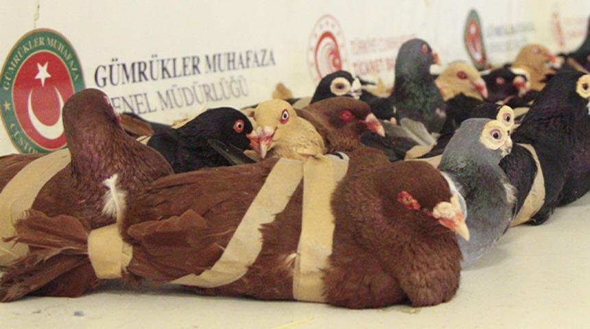 Kapıkule'de ele geçirildiler! Görenleri şaşırttı... Tam 44 adet