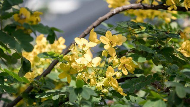 Kabızlık ve şişkinliğin devası SİNAMEKİ