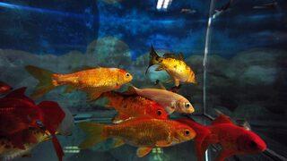 Bir şehrin içme suyu onlara emanet! Balıklar 2 saat hayatta kalırsa...