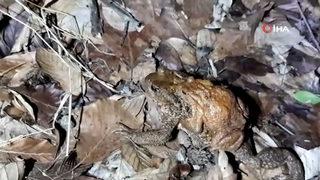 Sırtında yavrusuyla göle giden kurbağa böyle görüntülendi