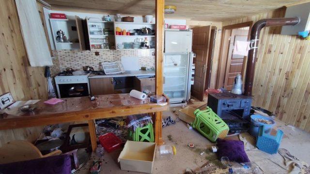 Uykusu kaçan dev ayı, 4 ay boyunca yaylada girilmedik ev bırakmadı