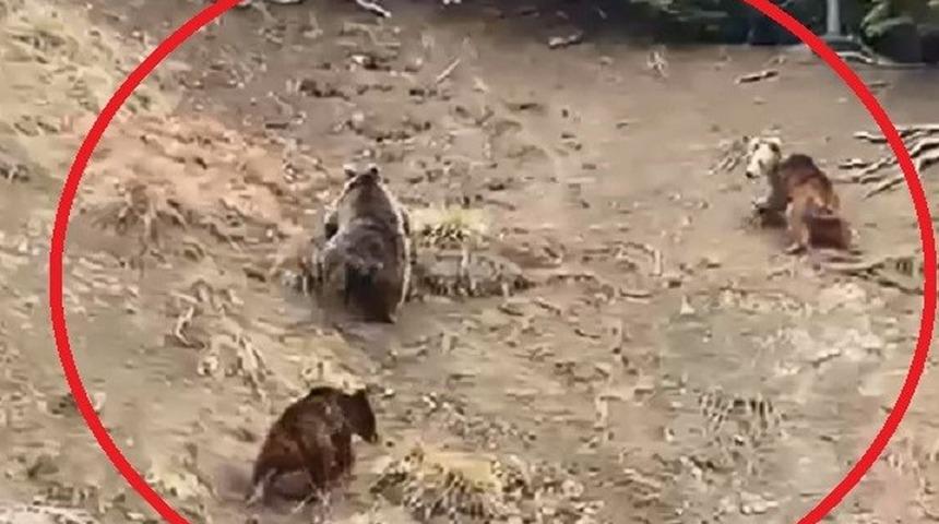 Üç kafadar ayı yol kenarına indi! Gören telefona sarıldı