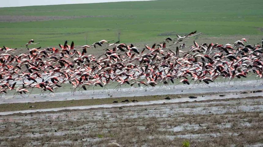 Yozgat&rsquo;a misafir kuşların g&ouml;&ccedil; yolculuğu başladı