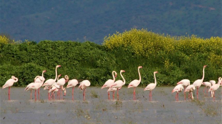 Söke Ovası’nın balerini allı turnalar, tarlalara indi