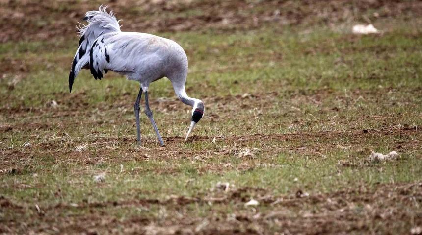 Bir&ccedil;ok t&uuml;rk&uuml;ye konu olmuştu, Sivas&rsquo;ta g&ouml;r&uuml;nt&uuml;lendi
