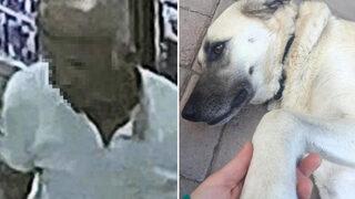 Mide bulandıran olay! Servis şoförü köpeği aracına bindirip cinsel saldırıda bulundu