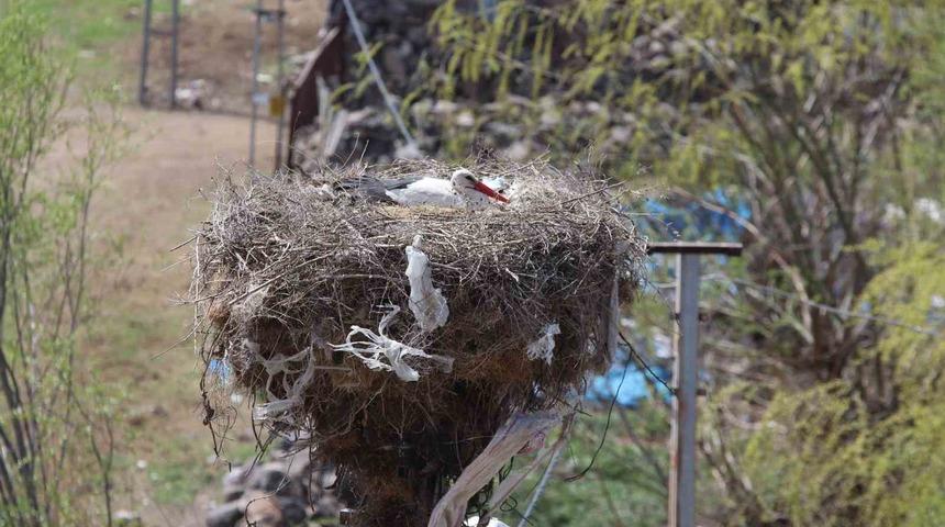 Erzincan’da yuvalarına yerleşen leylekler havadan görüntülendi