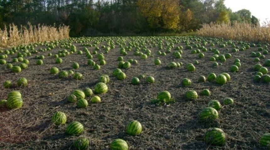 FBI onu Adana&rsquo;da karpuz tarlasından bulmuş