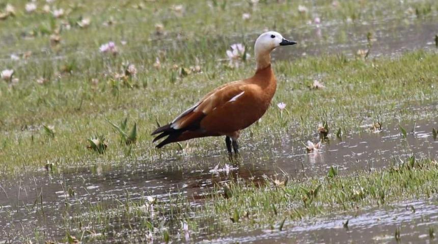 Sadakatin simgesi olan ‘angut kuşları’ üreme alanlarına döndü