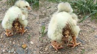 Dört bacaklı civcivi görenler büyük şaşkınlık yaşadı! 'Daha önce böyle bir şey görmedim'