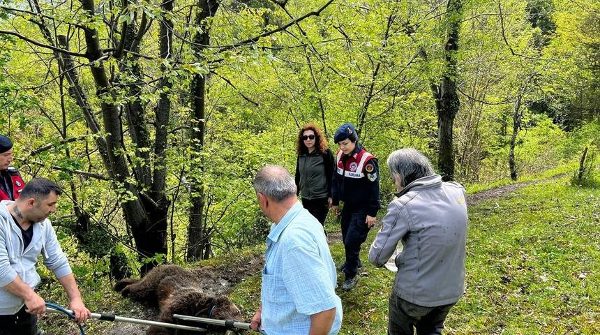 Yaralı ayının imdadına ekipler yetişti