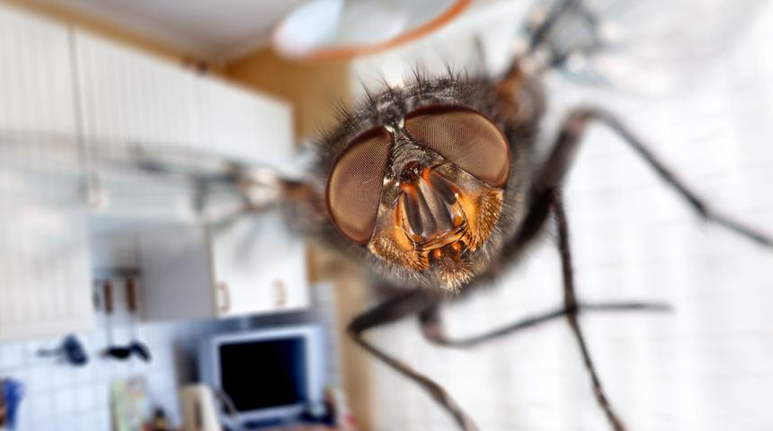 Evinizdeki sineklerden bir dakikada kurtulmanızı sağlayan karışım