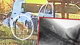 Üsküdar'da korkunç olay: Sokak köpeği silahlı saldırıya uğradı! O anlar kamerada