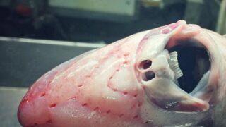 Yakaladığı balık görenlerini şaşkına çevirdi! Sosyal medyada gündem yarattı... Gerçek olduğuna inanamadılar