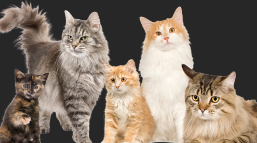 Tüm dünyadan tepki yağdı! Çocukların kedileri öldürmek için kıyasıya mücadele ettiği yarışma kaldırıldı