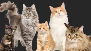 Tüm dünyadan tepki yağdı! Çocukların kedileri öldürmek için kıyasıya mücadele ettiği yarışma kaldırıldı