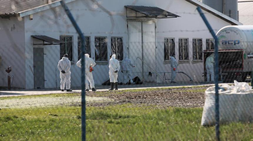 Polonya'da kuş gribi alarmı! 37 bin ördek itlaf edilecek