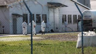 Polonya'da kuş gribi alarmı! 37 bin ördek itlaf edilecek