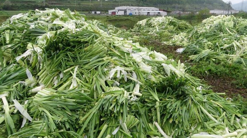 Üreticinin elinde kalan pırasalar boş alana atıldı! Yoldan geçenlerin dikkatini çekti