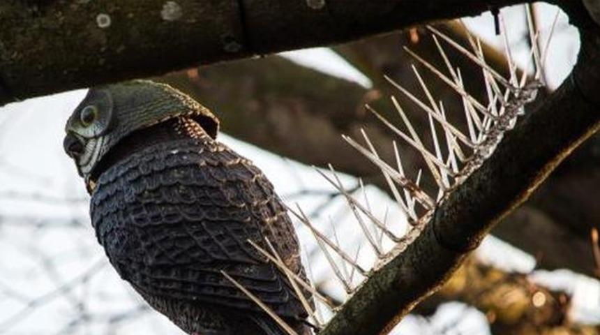 Kuşlar dallara konmasın diye ağa&ccedil;lara dikenli tel astılar!