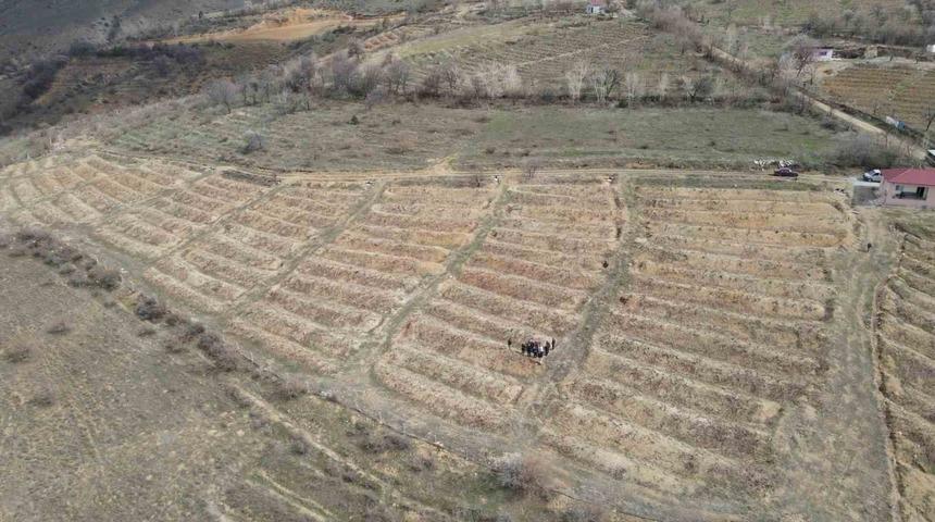 Üzüm bağlarında “ölü kol” hastalığı ile mücadelede uygulamalı eğitim