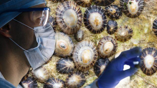 Deniz salyangozundan antikanser özellikli doğal ilaç ürettiler! Kanserden hipertansiyona kadar birçok hastalığa şifa olabilir