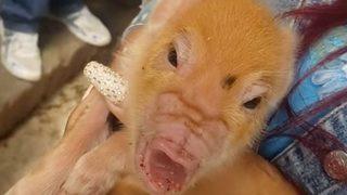 Yerli halk mutasyonla doğan domuzun hayatta kalması için dua ediyor! Bir gören bir daha baktı