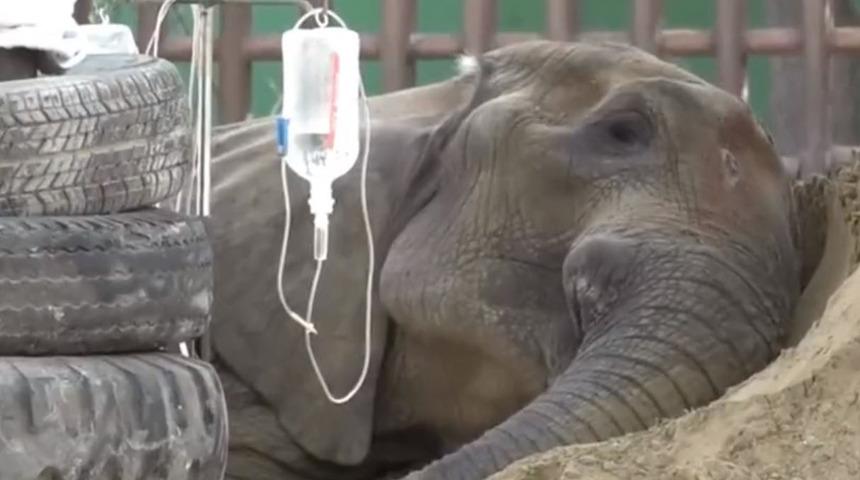 Uluslararası bir operasyonla ameliyat edilmişti! Noor Jehan adlı fil öldü