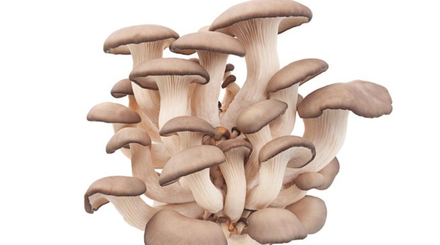 Mantarın mucizevi faydaları!