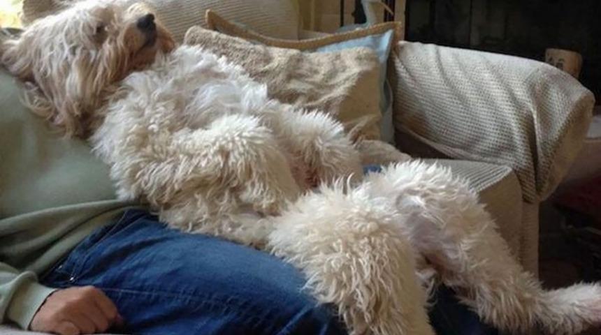 Birbirinden Komik Fotoğraflarıyla K&ouml;pekler...