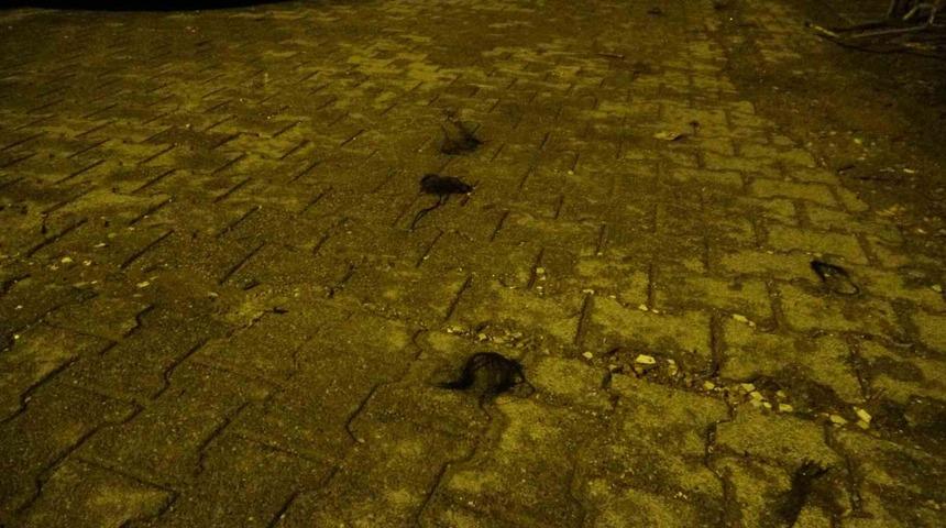 Kadınların saç baş yolduran kavgasında bıçaklanan polis memuru yaralandı