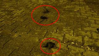 Malatya'da dehşete düşüren olay! Sokağa saçlar saçıldı... Polis memuru bıçaklandı