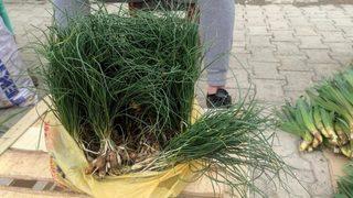 Zuzubak otu altın ile yarışıyor! Kilosu bin liradan yok satıyor