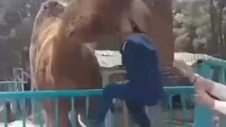 Deve küçük çocuğu ağzına alıp havaya kaldırdı! Yer: Denizli... Korkunç anlar kamerada