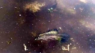 Yürüyüşe mola verdiği sırada karşısına çıktı! Şoke oldu... İlk kez görüldü