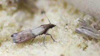 Evdeki güvelerin kökünü kurutuyor! Göremediğimiz güvelerden kurtulmak için...