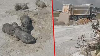 Bunun adı vahşet! Üzerlerine beton atık suyu döküldü... 3'ü öldü