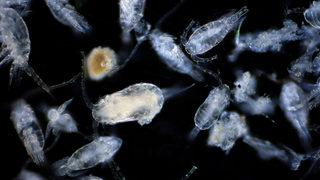 Çok konuşulacak keşif! Büyük merak uyandırdı... Daha önce hiç görülmemiş