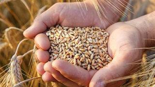 Gümrük vergisi yeniden 0'dan yüzde 130'a çıkıyor! Resmi Gazete'de 'buğday' kararı