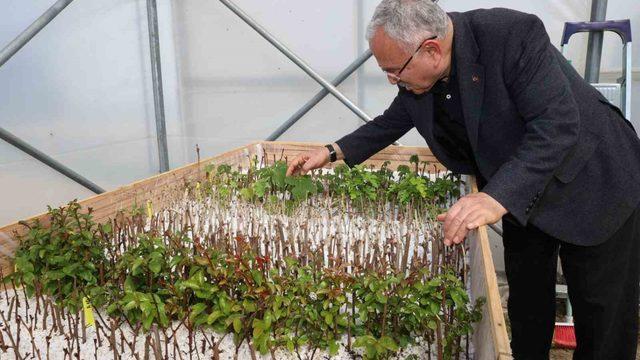 Ata tohumları Ordu’da gün yüzüne çıkıyor
