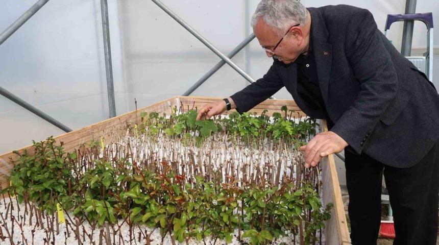 Ata tohumları Ordu’da gün yüzüne çıkıyor