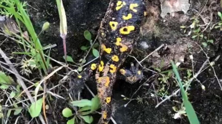 Diyarbakır’da nesli tükenme tehlikesi altında olan ’Türk semenderi’ görüldü