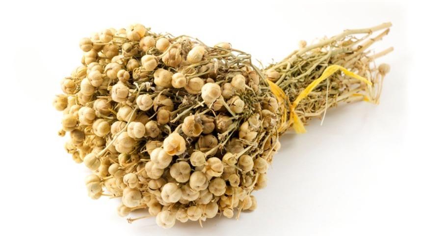 Gerçek bir şifacı! Üzerlik tohumu faydaları nelerdir?